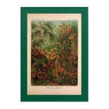 Ernst Haeckel Muscinae vintage illustration