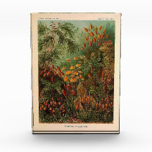 Ernst Haeckel Muscinae vintage illustration