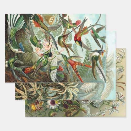 Ernst Haeckel Nature Wrapping Paper Sheets