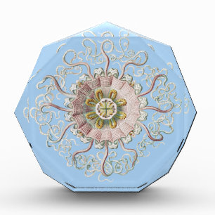 Ernst Haeckel Nautical Pink Jellyfish Medusa Acrylic Award