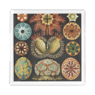 Ernst Haeckel Nautical Sea Life Art Collage Acrylic Tray