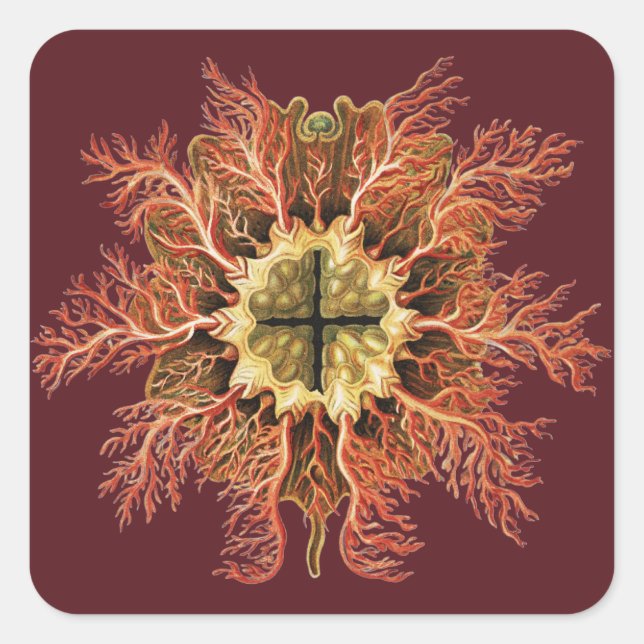 Ernst Haeckel Nautical Tunicate Red Sea Life Art Square Sticker (Front)