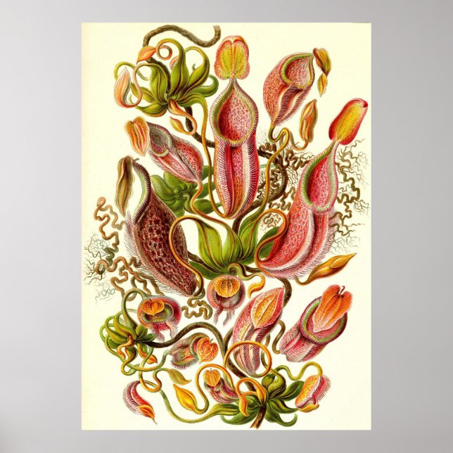 Ernst Haeckel - Nepenthaceae Poster (Front)