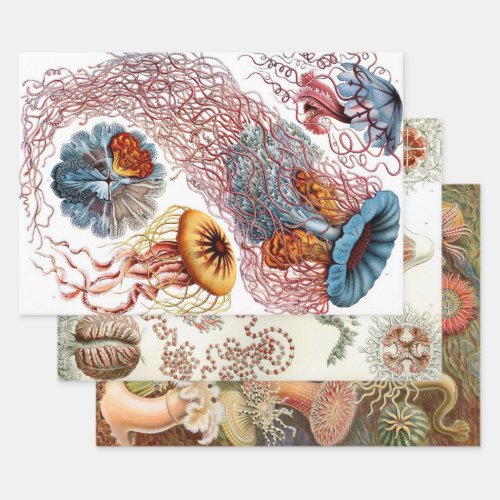 Ernst Haeckel Ocean Wrapping Paper Sheets