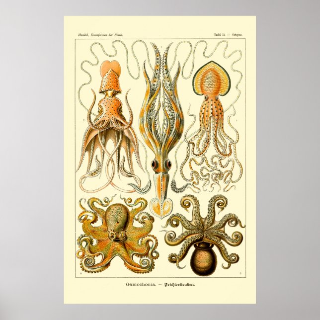Ernst Haeckel Octopus Poster (Front)