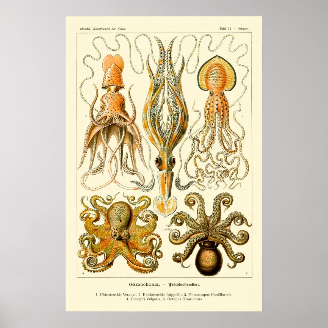 Ernst Haeckel Octopus Poster (Front)