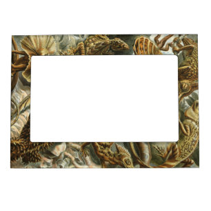 Ernst Haeckel old fashion illustration Lacertilia Magnetic Frame