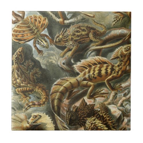 Ernst Haeckel old fashion illustration Lacertilia Tile