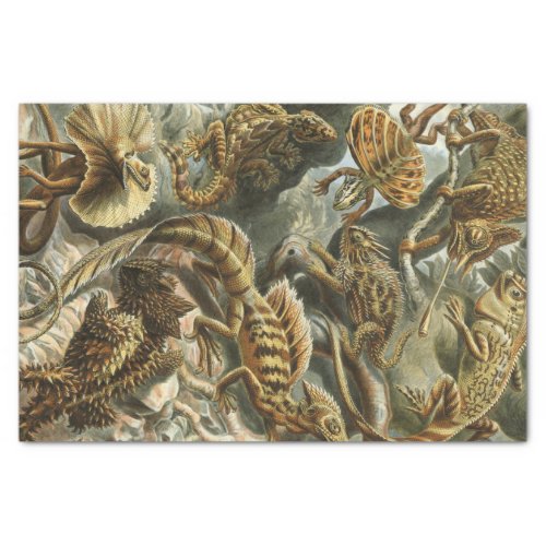 Ernst Haeckel old fashion illustration Lacertilia Tissue Paper