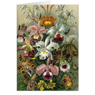 Ernst Haeckel - Orchidae Cards