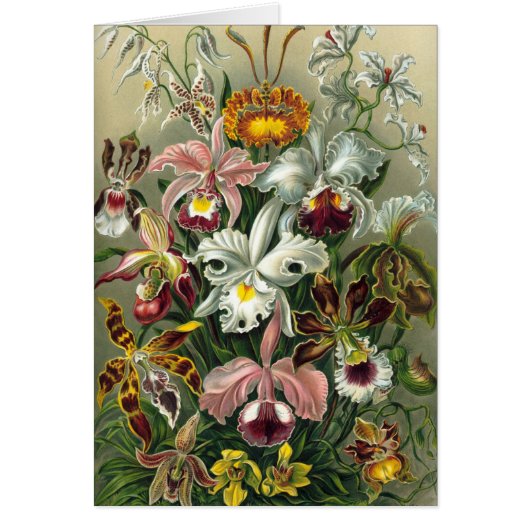 Ernst Haeckel - Orchidae Cards (Front)