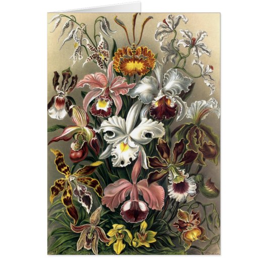 Ernst Haeckel - Orchideae Cards (Front)