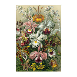 Ernst Haeckel Orchids Nature Acrylic Print