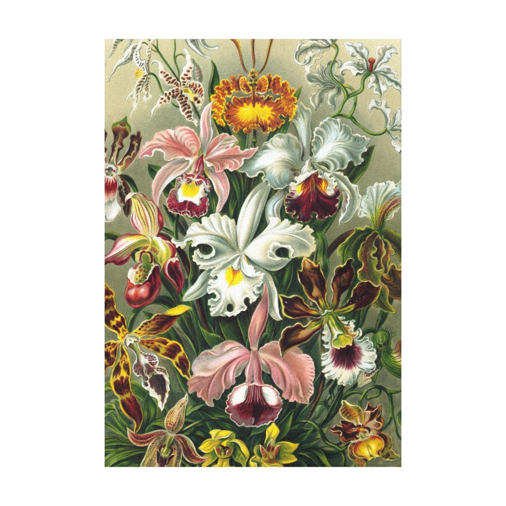 Ernst Haeckel Orchids, Vintage Rainforest Flowers Canvas Print
