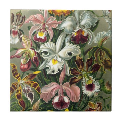 Ernst Haeckel Orchids Vintage Rainforest Flowers Ceramic Tile