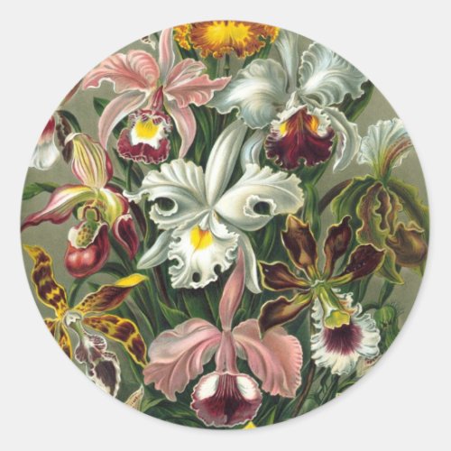 Ernst Haeckel Orchids Vintage Rainforest Flowers Classic Round Sticker