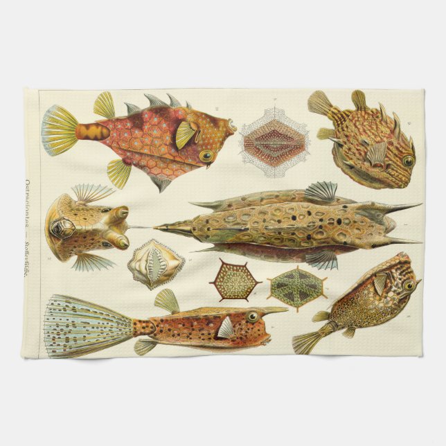 Ernst Haeckel Ostraciontes boxfish cowfish Kitchen Towel (Horizontal)