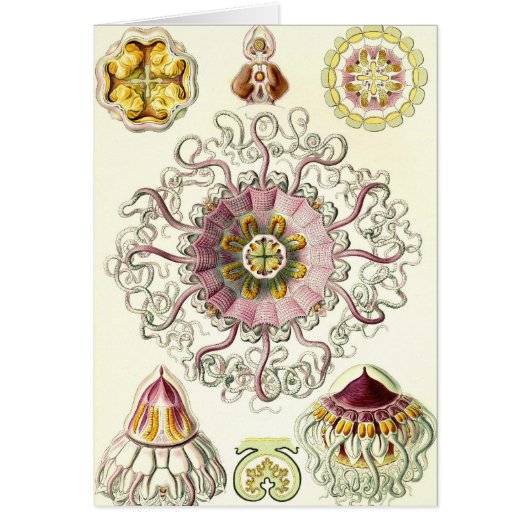Ernst Haeckel - Peromedusae Card (Front)