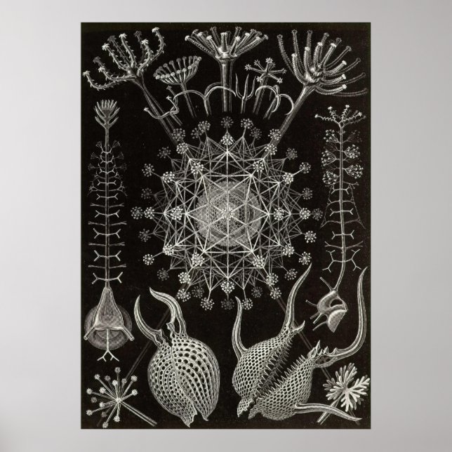 Ernst Haeckel - Phaeodaria2 Poster (Front)
