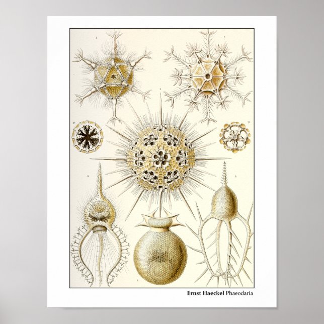 Ernst Haeckel Phaeodaria Poster (Front)