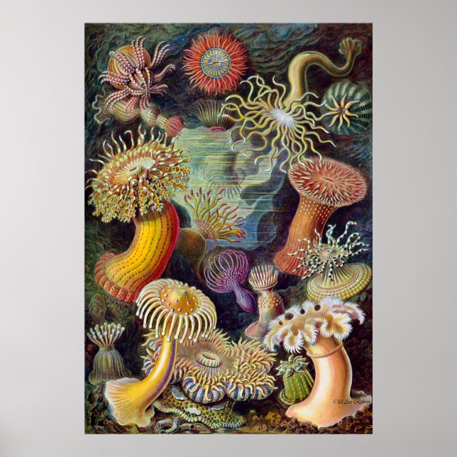 Ernst Haeckel Poster ~ Actiniae (Front)