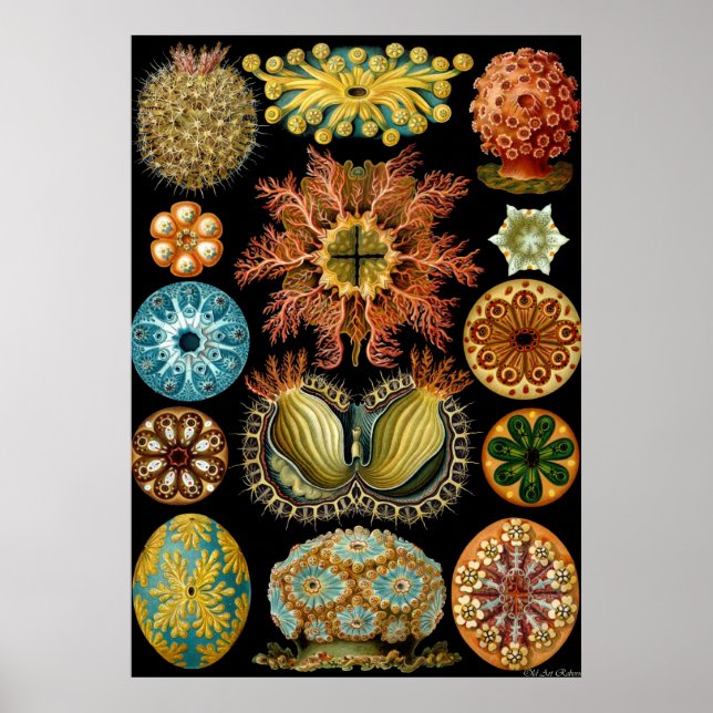 Ernst Haeckel Poster ~ Actiniae (Front)