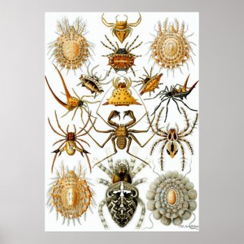Ernst Haeckel Poster ~ Arachnida by OldArtReborn at Zazzle