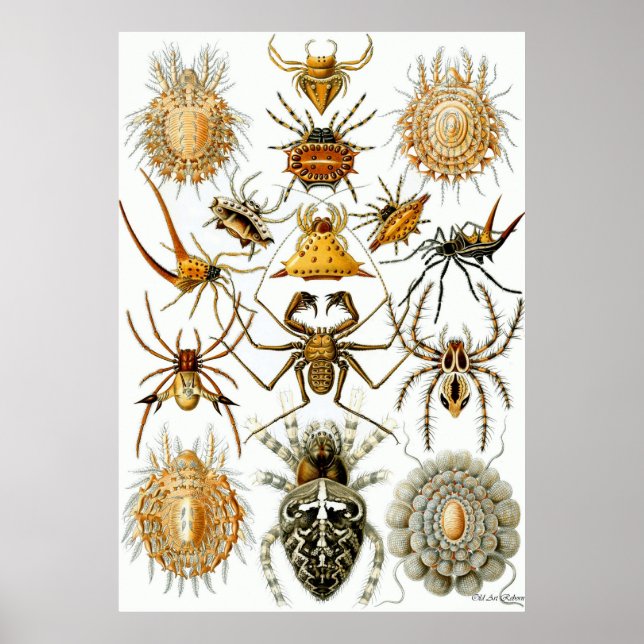 Ernst Haeckel Poster ~ Arachnida (Front)