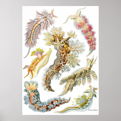 Ernst Haeckel Poster  Nudibranchia