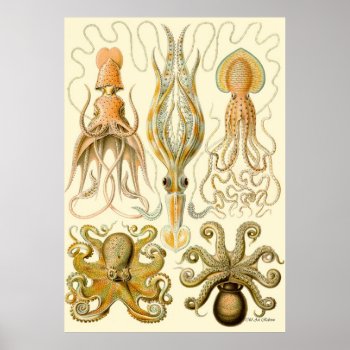 Ernst Haeckel Poster ~ Tafel by OldArtReborn at Zazzle