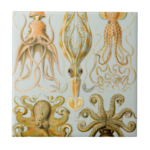 Ernst Haeckel’s Gamochonia Tile