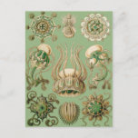 Ernst Haeckel’s Narcomedusae Postcard