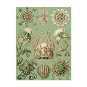 Ernst Haeckel’s Narcomedusae Postcard