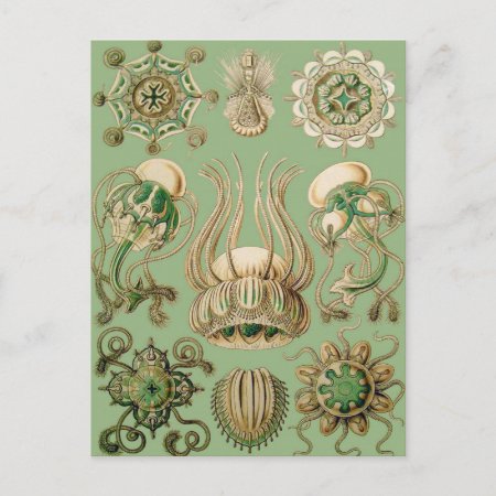 Ernst Haeckel’s Narcomedusae Postcard