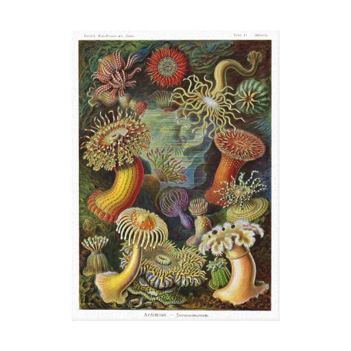 Ernst Haeckel Sea Anemones Canvas Print