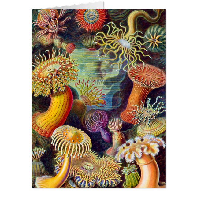 Ernst Haeckel Sea Anemones Marine:Actiniae Card (Front)