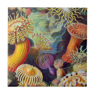 Ernst Haeckel Sea Anemones Marine:Actiniae Ceramic Tile