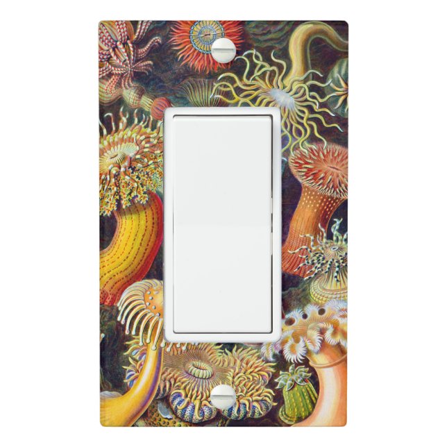 Ernst Haeckel Sea Anemones Marine:Actiniae Light Switch Cover (In Situ)
