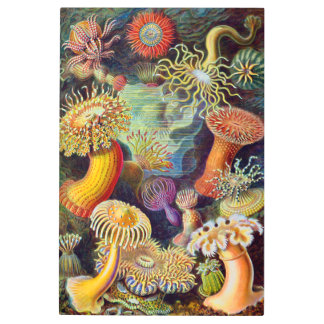 Ernst Haeckel Sea Anemones Marine:Actiniae Metal Print