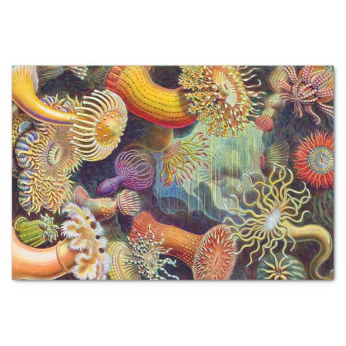 Ernst Haeckel Sea Anemones MarineActiniae Tissue Paper