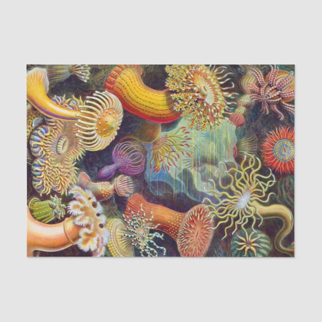 Ernst Haeckel Sea Anemones Marine:Actiniae Tissue Paper (Front)
