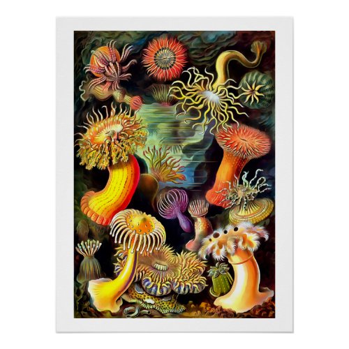 Ernst Haeckel Sea Anemones Vintage Art Poster