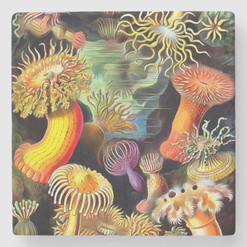 Ernst Haeckel Sea Anemones Vintage Art Stone Coaster