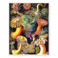 3400 Sea Anemone Illustrations RoyaltyFree Vector Graphics  Clip Art   iStock  Sea anemone rock Starlet sea anemone Sea anemone white