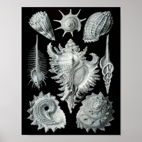 Ernst Haeckel Sea Snails Striking Black  White Poster