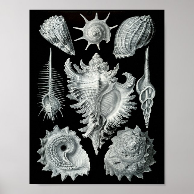 Ernst Haeckel Sea Snails Striking Black & White Poster (Front)
