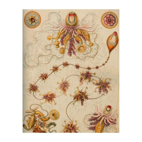 Ernst Haeckel Siphonophorae Jellyfish Wood Wall Art