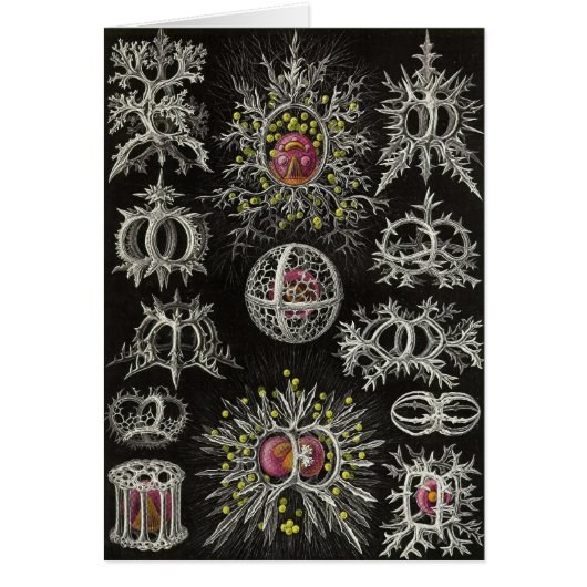 Ernst Haeckel - Stephoidea Cards (Front)