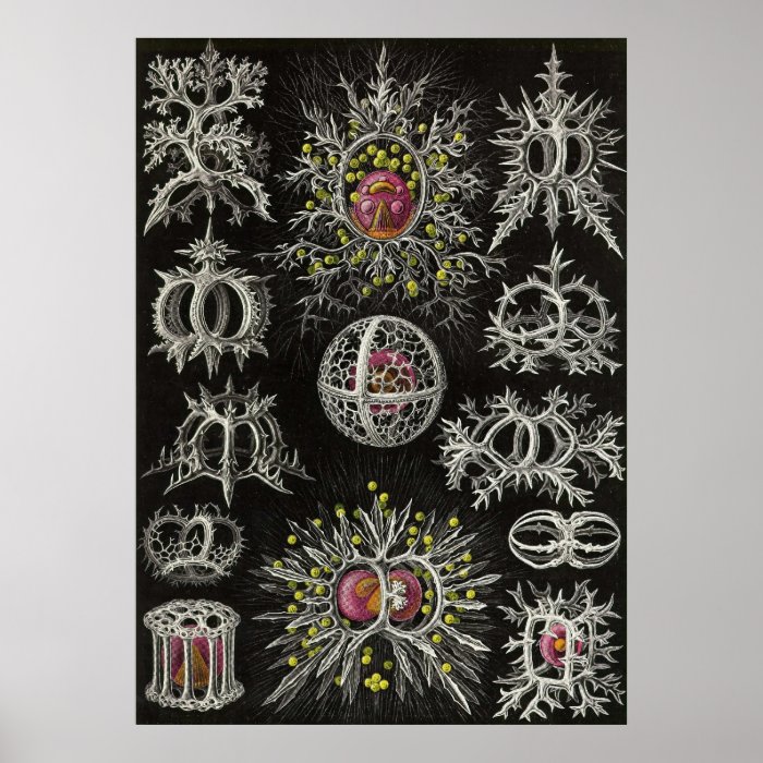 Ernst Haeckel   Stephoidea Print