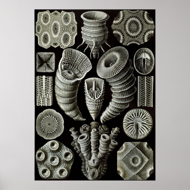 Ernst Haeckel Tetracorallia coral Poster (Front)